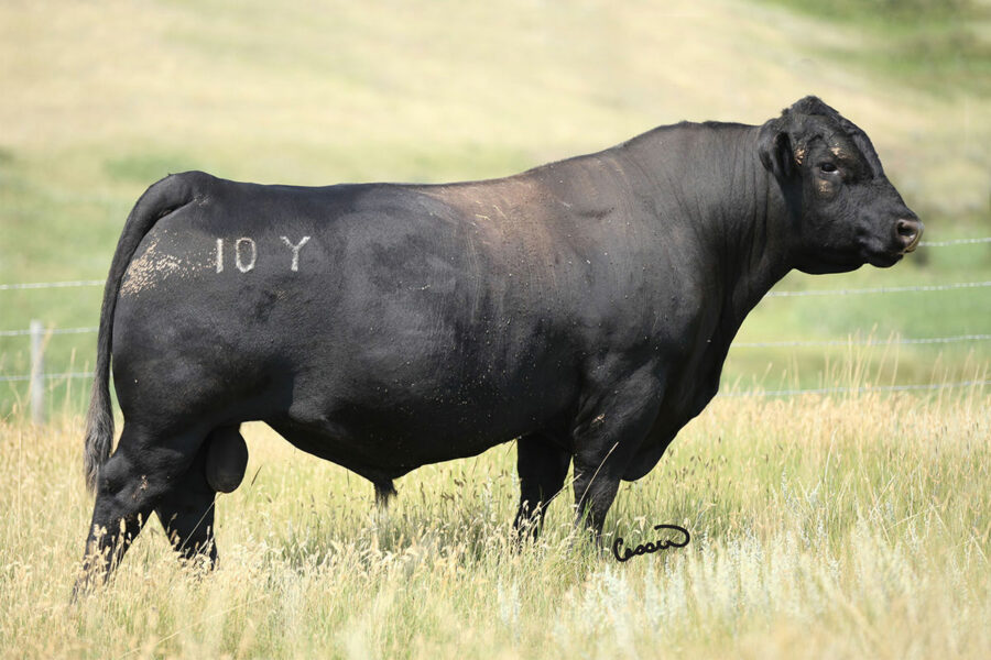 Bull Sale Photography